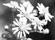 企业竞争力提升的网页攻击软件